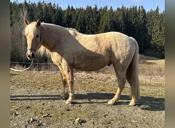 Fox trotter de Missouri, Caballo castrado, 12 años, 153 cm, Palomino