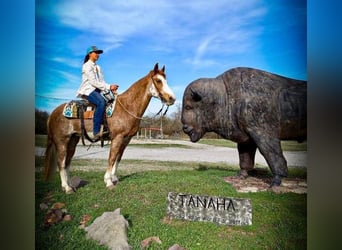 Fox trotter de Missouri, Caballo castrado, 12 años, 155 cm, Ruano alazán