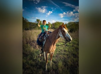 Fox trotter de Missouri, Caballo castrado, 12 años, 155 cm, Ruano alazán