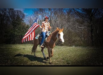 Fox trotter de Missouri, Caballo castrado, 12 años, 155 cm, Ruano alazán