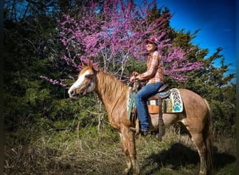 Fox trotter de Missouri, Caballo castrado, 12 años, 155 cm, Ruano alazán