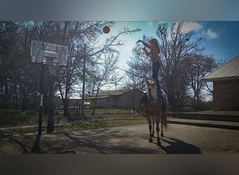 Fox trotter de Missouri, Caballo castrado, 12 años, 155 cm, Ruano alazán