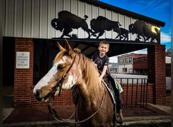 Fox trotter de Missouri, Caballo castrado, 12 años, 155 cm, Ruano alazán