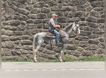 Fox trotter de Missouri, Caballo castrado, 12 años, 157 cm, Tordo