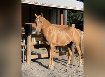 Fox trotter de Missouri, Caballo castrado, 12 años