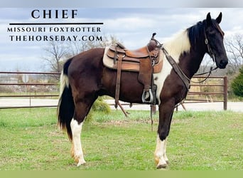 Fox trotter de Missouri, Caballo castrado, 12 años, Castaño rojizo