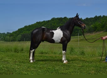 Fox trotter de Missouri, Caballo castrado, 12 años, Tobiano-todas las-capas