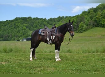 Fox trotter de Missouri, Caballo castrado, 12 años, Tobiano-todas las-capas