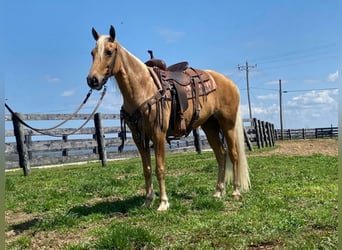 Fox trotter de Missouri, Caballo castrado, 13 años, 150 cm, Palomino