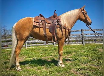 Fox trotter de Missouri, Caballo castrado, 13 años, 150 cm, Palomino