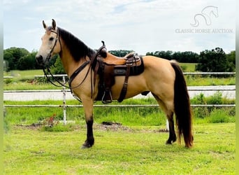 Fox trotter de Missouri, Caballo castrado, 13 años, 152 cm, Buckskin/Bayo