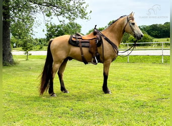 Fox trotter de Missouri, Caballo castrado, 13 años, 152 cm, Buckskin/Bayo