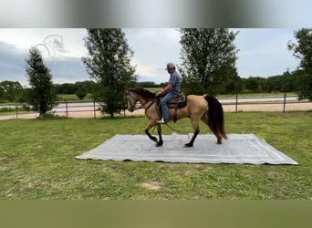 Fox trotter de Missouri, Caballo castrado, 13 años, 152 cm, Buckskin/Bayo