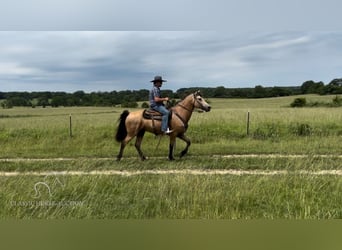 Fox trotter de Missouri, Caballo castrado, 13 años, 152 cm, Buckskin/Bayo