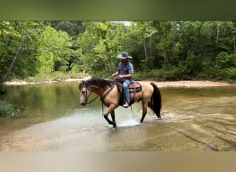 Fox trotter de Missouri, Caballo castrado, 13 años, 152 cm, Buckskin/Bayo