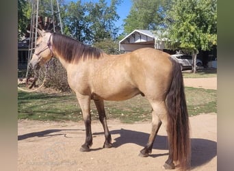 Fox trotter de Missouri, Caballo castrado, 13 años, 152 cm, Buckskin/Bayo