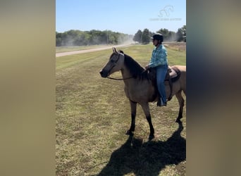 Fox trotter de Missouri, Caballo castrado, 13 años, 152 cm, Buckskin/Bayo