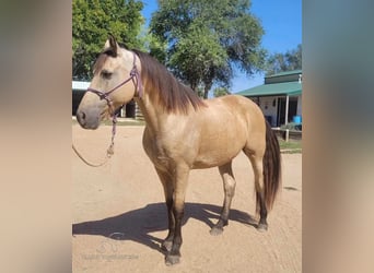 Fox trotter de Missouri, Caballo castrado, 13 años, 152 cm, Buckskin/Bayo