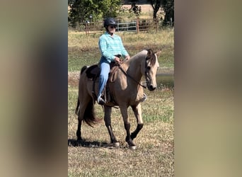 Fox trotter de Missouri, Caballo castrado, 13 años, 152 cm, Buckskin/Bayo