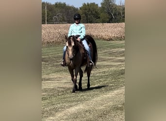 Fox trotter de Missouri, Caballo castrado, 13 años, 152 cm, Buckskin/Bayo