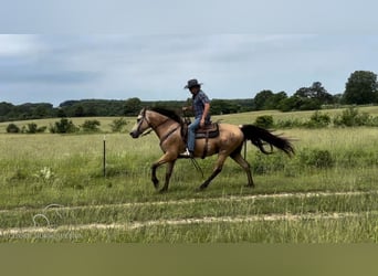 Fox trotter de Missouri, Caballo castrado, 13 años, 152 cm, Buckskin/Bayo