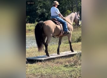 Fox trotter de Missouri, Caballo castrado, 13 años, 152 cm, Buckskin/Bayo