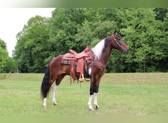 Fox trotter de Missouri, Caballo castrado, 13 años, 152 cm, Castaño rojizo