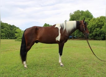 Fox trotter de Missouri, Caballo castrado, 13 años, 152 cm, Castaño rojizo