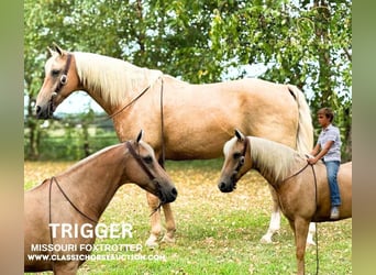 Fox trotter de Missouri, Caballo castrado, 13 años, 152 cm, Palomino