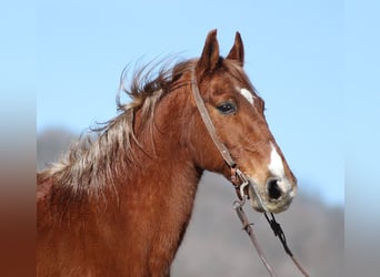 Fox trotter de Missouri, Caballo castrado, 13 años, 155 cm, Alazán rojizo