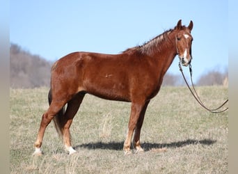 Fox trotter de Missouri, Caballo castrado, 13 años, 155 cm, Alazán rojizo