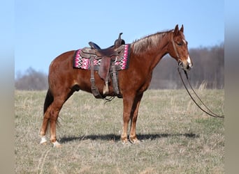 Fox trotter de Missouri, Caballo castrado, 13 años, 155 cm, Alazán rojizo