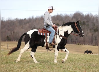 Fox trotter de Missouri, Caballo castrado, 13 años, 155 cm, Tobiano-todas las-capas