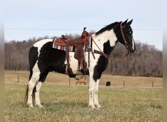 Fox trotter de Missouri, Caballo castrado, 13 años, 155 cm, Tobiano-todas las-capas