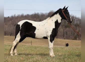 Fox trotter de Missouri, Caballo castrado, 13 años, 155 cm, Tobiano-todas las-capas