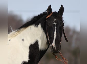 Fox trotter de Missouri, Caballo castrado, 13 años, 155 cm, Tobiano-todas las-capas