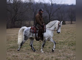 Fox trotter de Missouri, Caballo castrado, 13 años, 155 cm, Tordo rodado