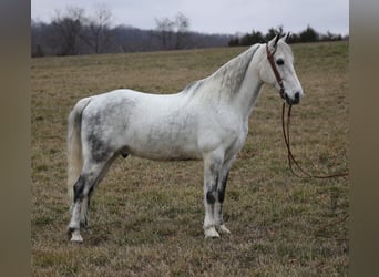 Fox trotter de Missouri, Caballo castrado, 13 años, 155 cm, Tordo rodado