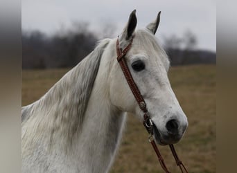 Fox trotter de Missouri, Caballo castrado, 13 años, 155 cm, Tordo rodado