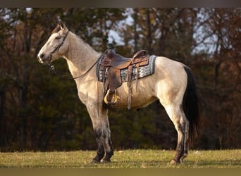 Fox trotter de Missouri, Caballo castrado, 13 años, Buckskin/Bayo