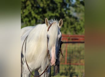 Fox trotter de Missouri, Caballo castrado, 14 años, 142 cm, Tordo