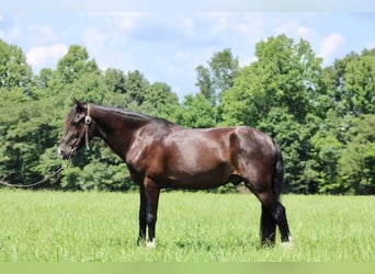 Fox trotter de Missouri, Caballo castrado, 14 años, 145 cm, Negro