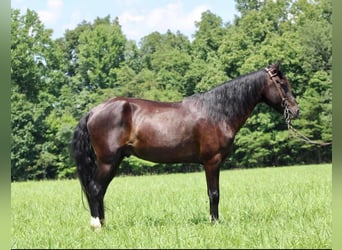 Fox trotter de Missouri, Caballo castrado, 14 años, 145 cm, Negro