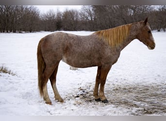 Fox trotter de Missouri, Caballo castrado, 14 años, 150 cm