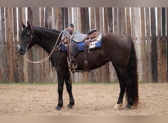 Fox trotter de Missouri, Caballo castrado, 14 años, 150 cm, Negro