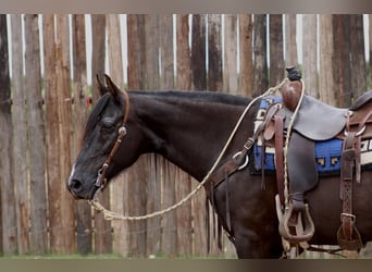 Fox trotter de Missouri, Caballo castrado, 14 años, 150 cm, Negro