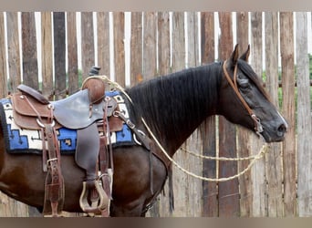 Fox trotter de Missouri, Caballo castrado, 14 años, 150 cm, Negro