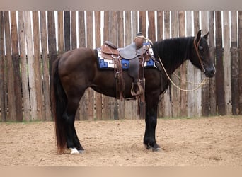 Fox trotter de Missouri, Caballo castrado, 14 años, 150 cm, Negro