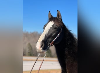 Fox trotter de Missouri, Caballo castrado, 14 años, 150 cm, Negro