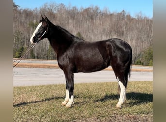 Fox trotter de Missouri, Caballo castrado, 14 años, 150 cm, Negro